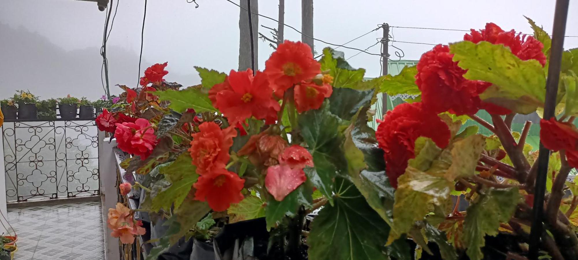 Tharbaling HomeStay Darjeeling  Luaran gambar